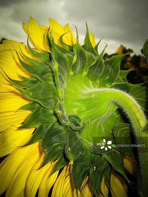 近距离拍摄的一朵向日葵。图片素材