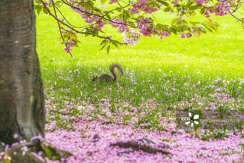 5月4日，在美国纽约大草坪，一只松鼠在樱花树下寻找食物。樱花树被散落的樱花花瓣覆盖。图片素材