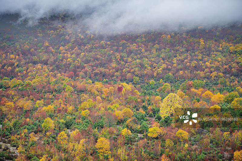 秋天的季节在森林里图片素材