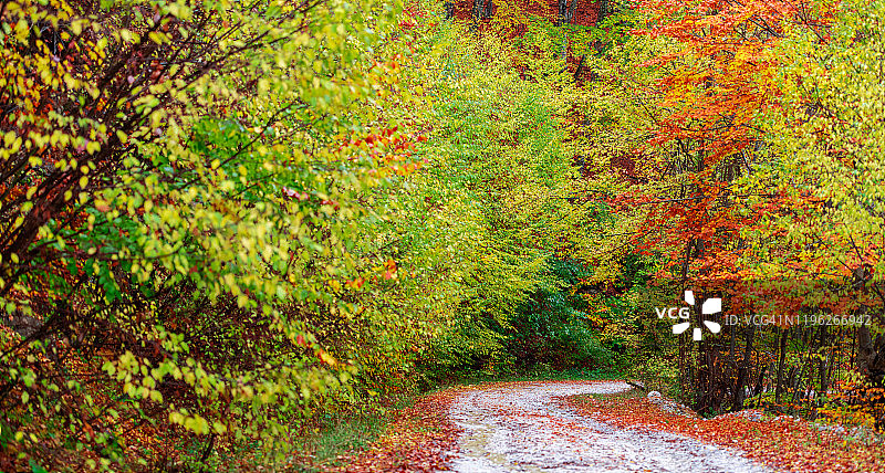 秋天的小径在森林里图片素材