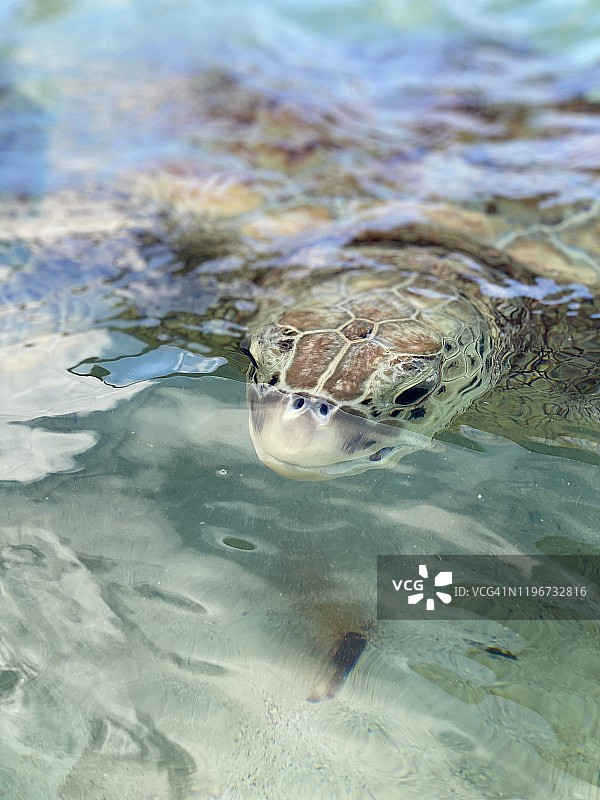 大开曼岛绿海龟图片素材