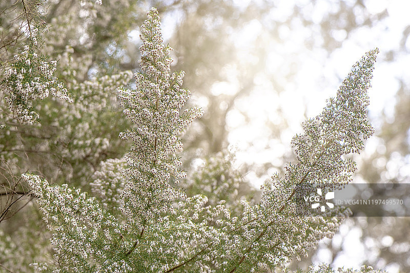 特写的美丽的春天开花的Erica Arborea也被称为石楠根白花图片素材