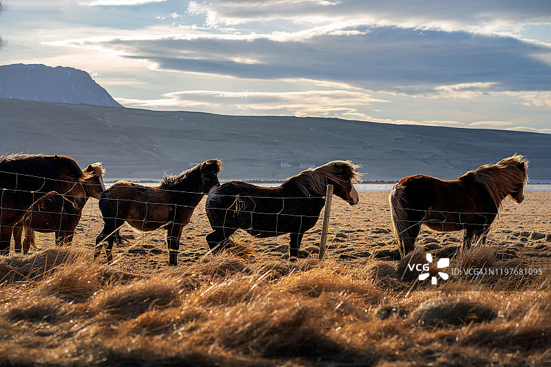 冰岛马令人惊叹的景观，夏季冰岛。图片素材