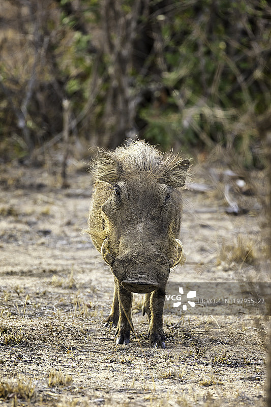 克鲁格国家公园的成年疣猪图片素材