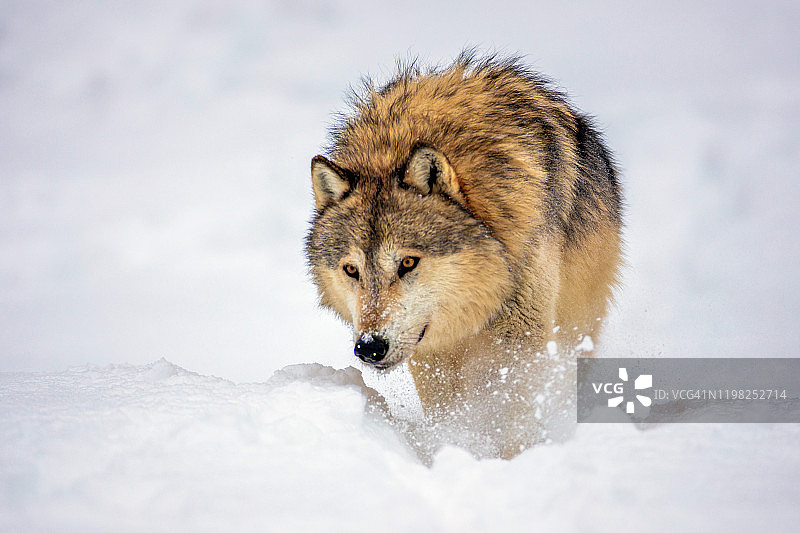 前方拍摄的是一只灰狼在雪地里行走图片素材