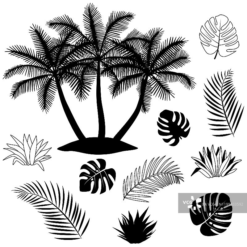 热带森林的剪影。热带气候。棕榈叶，热带植物图片素材
