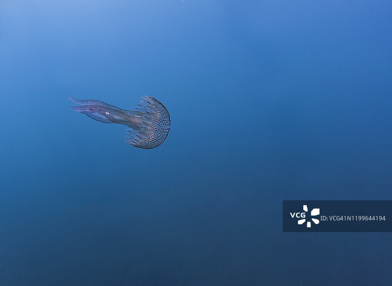 法国，科西嘉，水下的淡紫色毒刺(夜光鳖)游泳在地中海的蓝色水域图片素材
