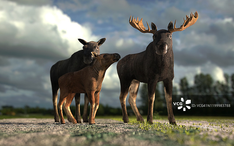 麋鹿家族站在丛林中间，看着摄像机的3d渲染图片素材