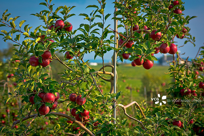 宾夕法尼亚州农场树上的成熟苹果图片素材