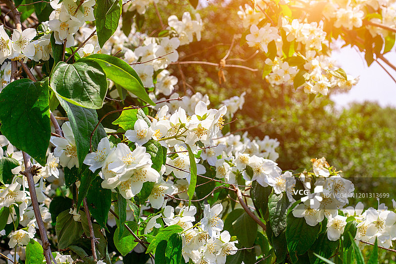 清新的白色茉莉植物花在绿色的叶子背景开花在春天的花园里图片素材
