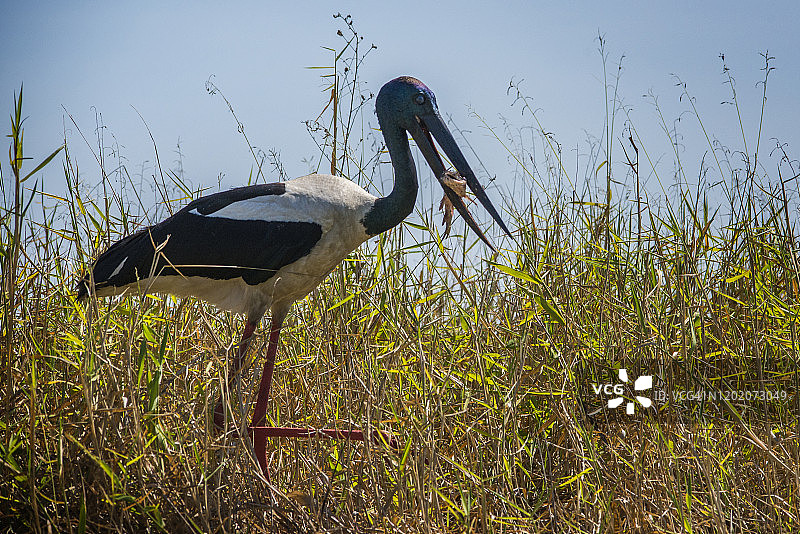 在比拉邦岛上，黑颈鹤正在吃鲶鱼。图片素材