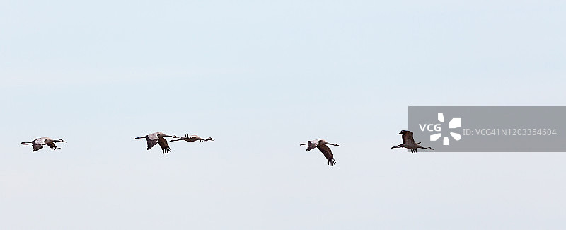 一群鹤在天空中飞翔图片素材