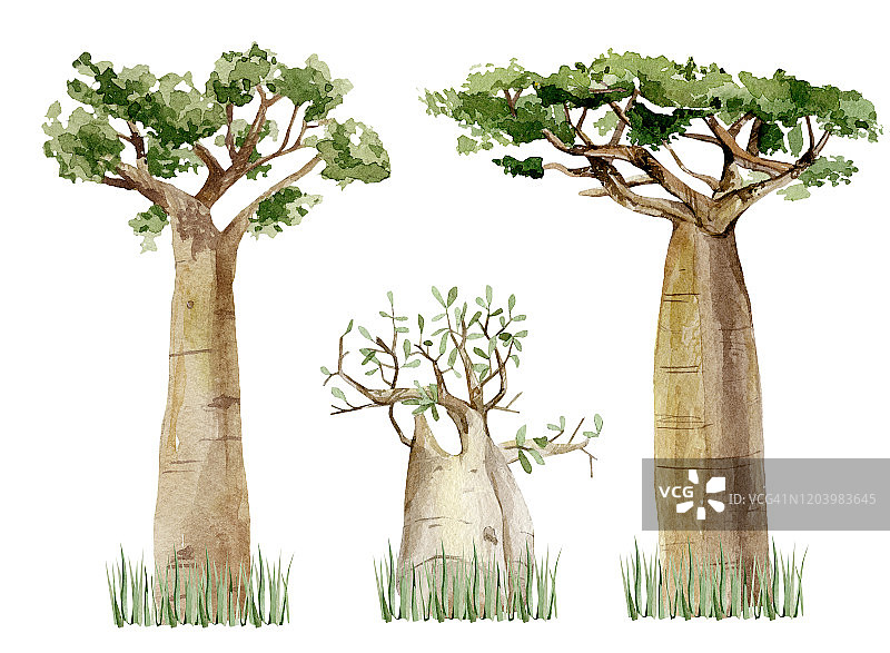 水彩猴面包树设置孤立的白色背景。手绘自然非洲，南部大草原的树木。图片素材