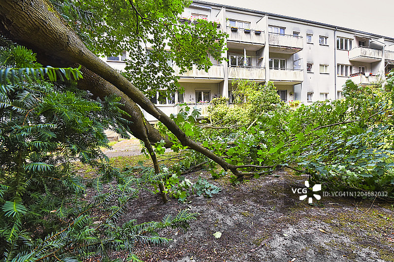 德国柏林，风暴毁坏了倒下的树木图片素材