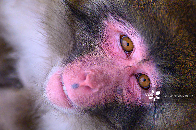 雪猴日本猕猴灵长类动物图片素材