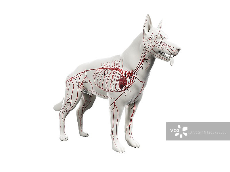 狗的动脉,插图图片素材