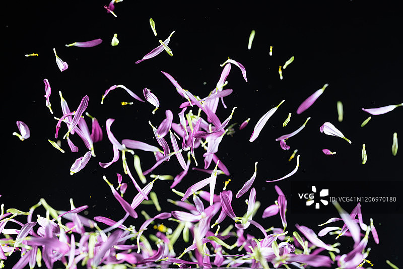 紫色和绿色的菊花花瓣在半空中高速同步捕捉。图片素材