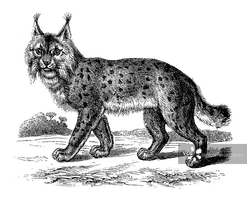 古董动物插图:山猫图片素材