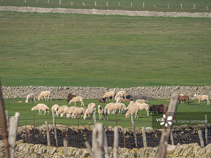 一群白羊和黑羊在草原上吃草图片素材