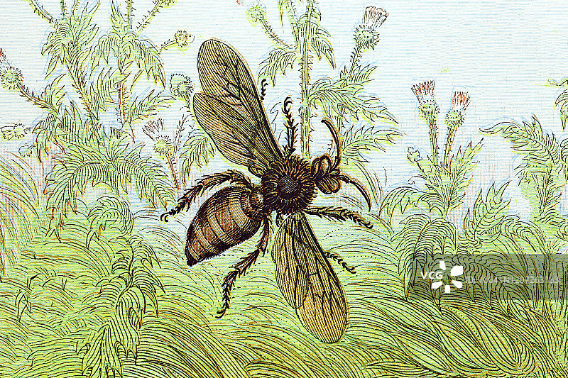 雄蜂是雄性蜜蜂。古董插图，流行百科全书出版1894年。这幅作品的版权已过期图片素材
