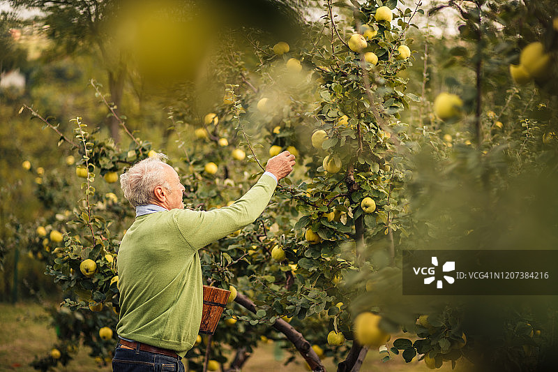 一个老人在他的果园里采摘成熟的榅桲图片素材