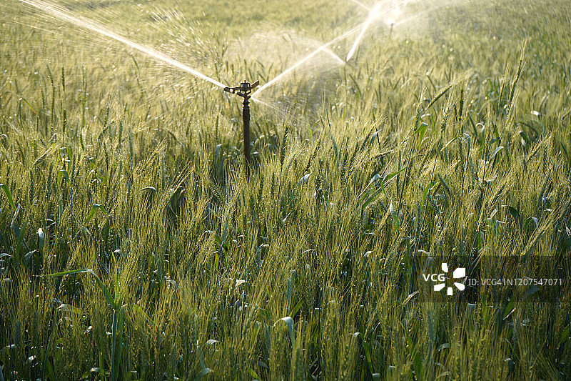 灌溉系统灌溉的麦田，印度。图片素材