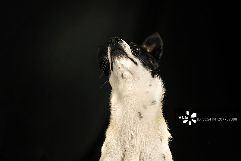 狗抬头看，滑稽的巴辛吉肖像在黑色的背景与复制空间图片素材