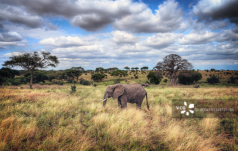 大象站在坦桑尼亚引人注目的风景中图片素材