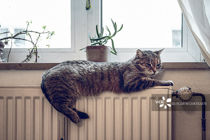 虎斑猫在家里的加热器上休息图片素材