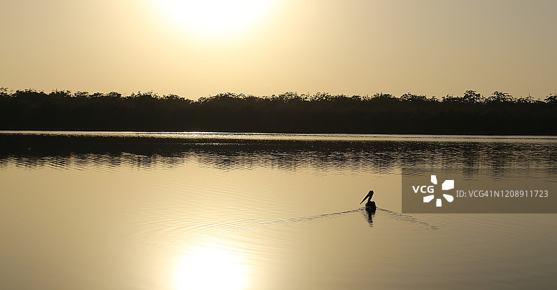 太阳升起时的澳大利亚鹈鹕，麦欧湖国家公园图片素材