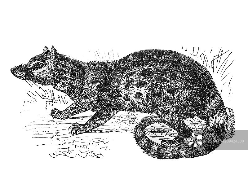 食肉动物的古老雕刻插图。古董插图，流行百科全书出版1894年。这幅作品的版权已过期图片素材