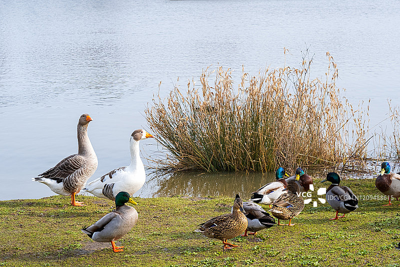 公园里的一群鸭子和鹅。图片素材