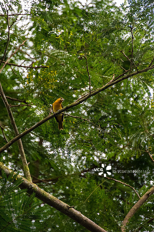 树枝上有黄色的格罗斯鸟图片素材