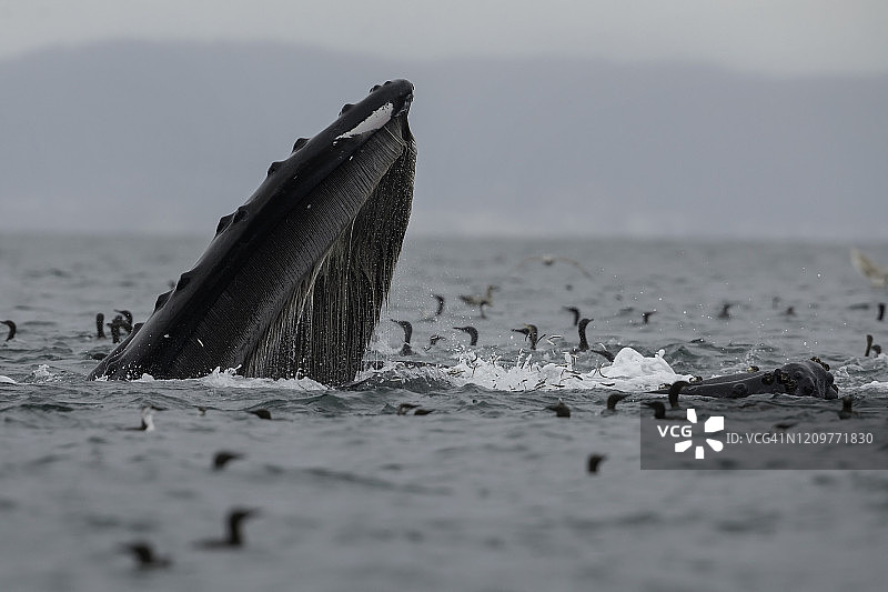 座头鲸弓步进食图片素材