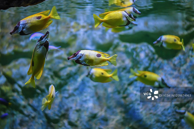 彩色热带鱼的特写鱼缸，泰国，亚洲图片素材