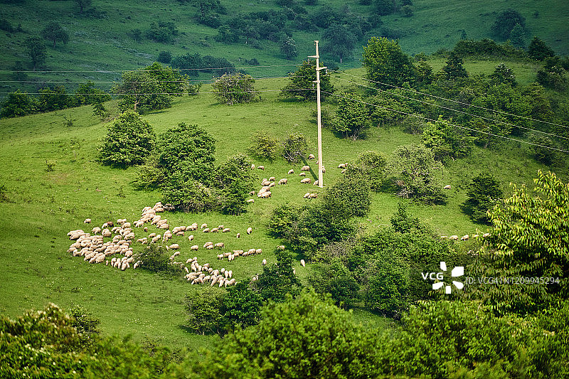 四月，特兰西瓦尼亚春日山上的羊群和老茅屋。图片素材