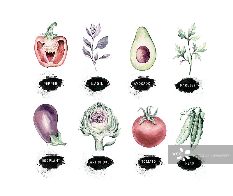 蔬菜健康绿色有机设置手绘水彩饮食菜单与朝鲜蓟，西兰花，甜椒，罗勒维生素。牛油果、欧芹和茄子插图。孤立的番茄和豌豆素描。图片素材