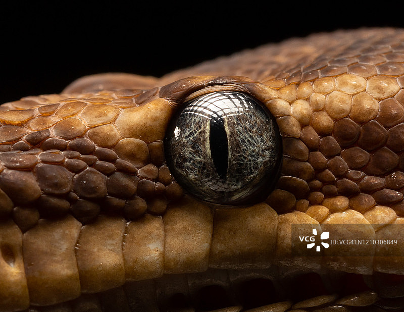 蛇的眼睛的特写图片素材