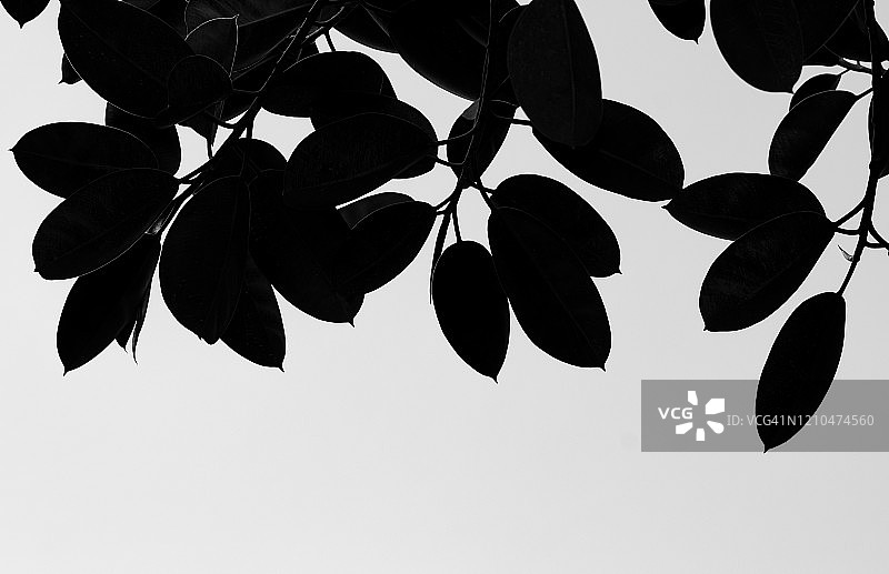 黑白热带树叶的剪影图片素材