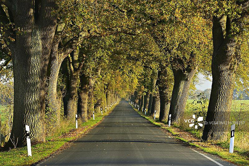 德国梅克伦堡-西波美拉尼亚的乡间小路，秋天的橡树大道图片素材