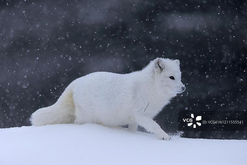 美国蒙大拿州，成年北极狐，冬季，雪地，奔跑，圈养图片素材