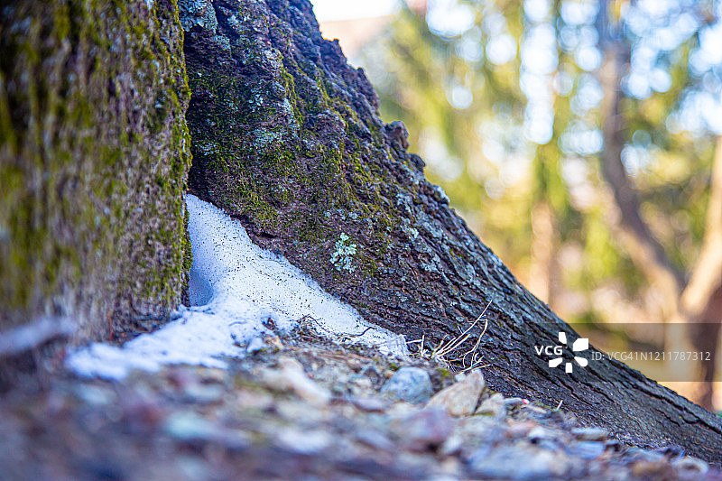 小堆雪靠着树的底部图片素材