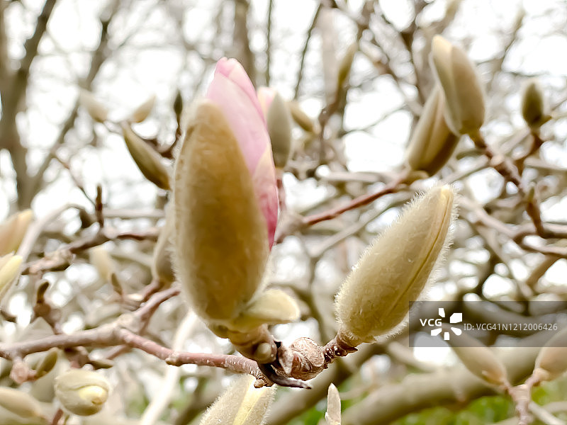 膨胀的木兰花蕾预示着春天的到来图片素材
