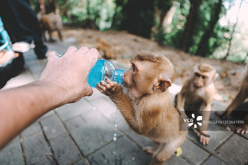 猴子的画像。近距离的猴子休息。在鬼混。从瓶子里喝水。泰国。图片素材