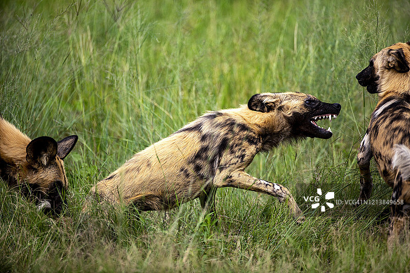 近距离观看非洲野狗玩耍和相互互动在奥卡万戈三角洲，博茨瓦纳图片素材
