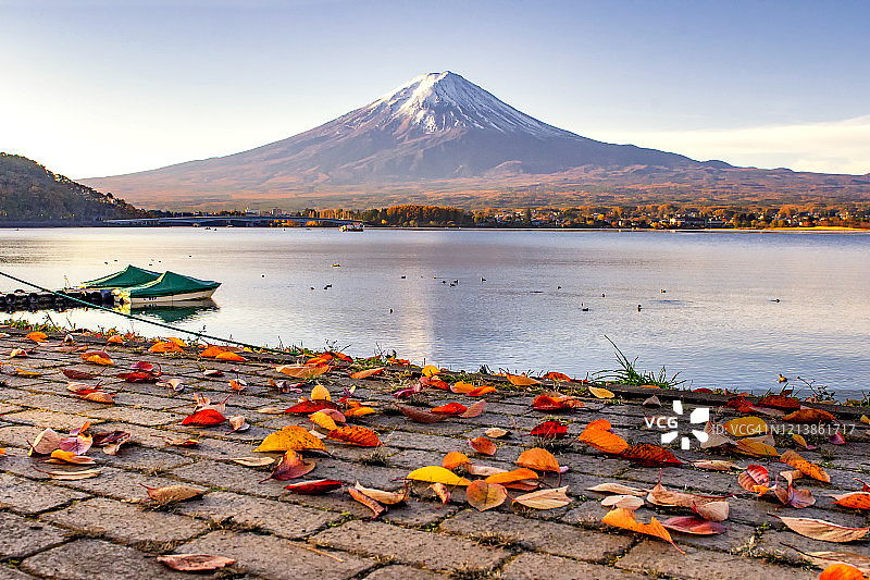 日本，川口湖，富士山和红叶飘落的秋天图片素材