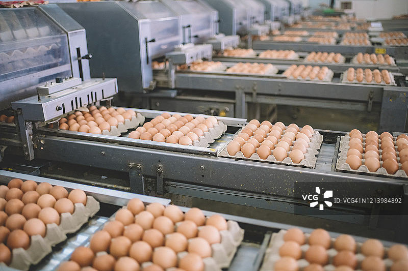 蛋厂对鲜蛋的选择工艺和分级生产线图片素材