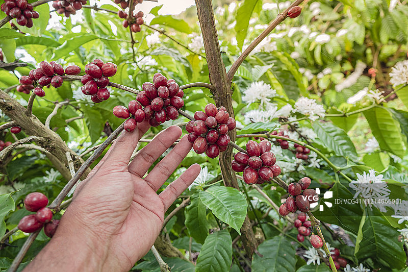 手握咖啡豆生长在咖啡树上的特写。图片素材