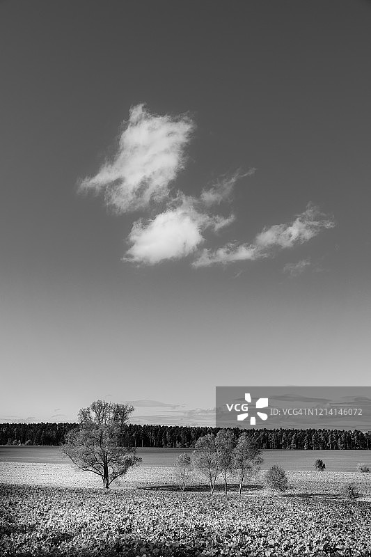 农田里的树木和云朵图片素材