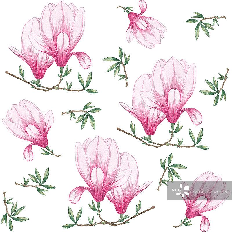 水彩无缝模式的木兰，古董花花束，花卉春天组成，枝叶，植物水彩插图上的白色背景。适用于纺织品、墙纸设计。图片素材